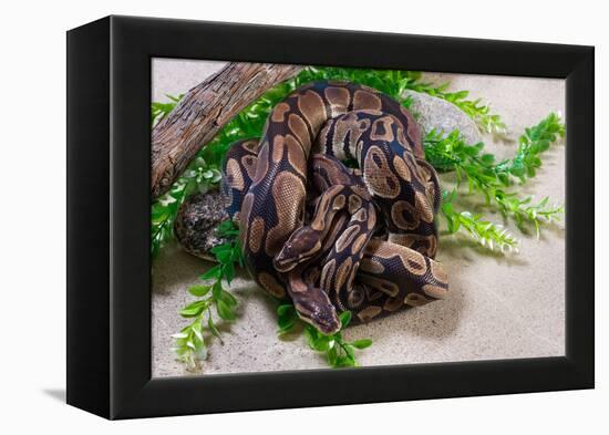 Two Burmese pythons (Python bivittatus) in zoo-null-Framed Premier Image Canvas