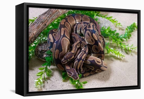 Two Burmese pythons (Python bivittatus) in zoo-null-Framed Premier Image Canvas