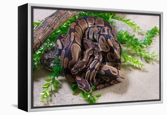 Two Burmese pythons (Python bivittatus) in zoo-null-Framed Premier Image Canvas