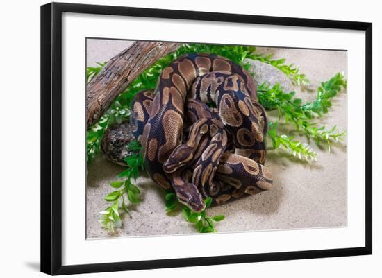 Photographic Print, , large
