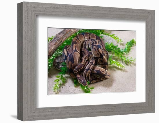 Two Burmese pythons (Python bivittatus) in zoo-null-Framed Photographic Print