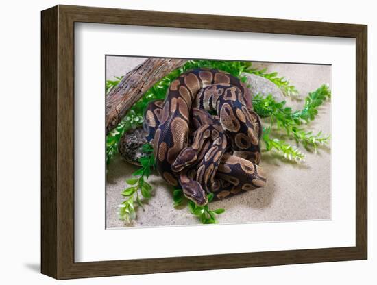 Two Burmese pythons (Python bivittatus) in zoo-null-Framed Photographic Print