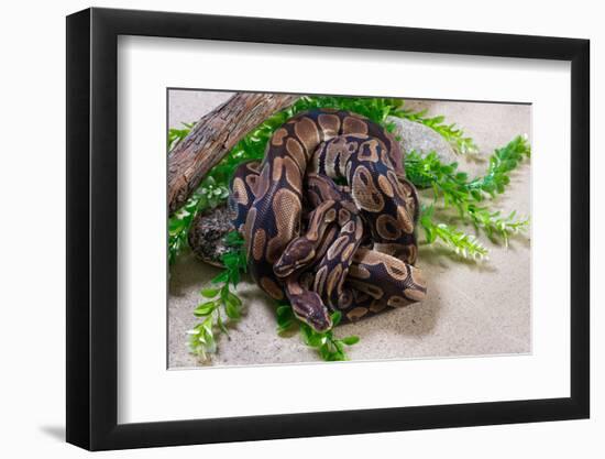 Two Burmese pythons (Python bivittatus) in zoo-null-Framed Photographic Print