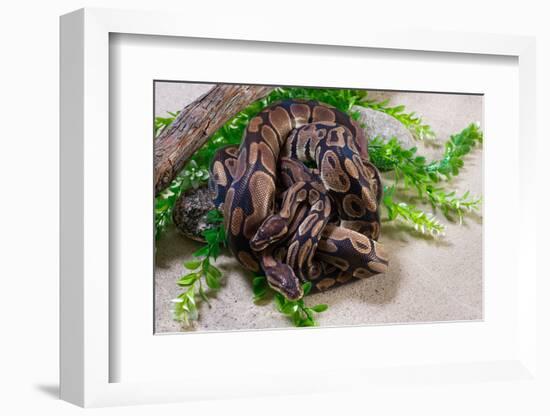 Two Burmese pythons (Python bivittatus) in zoo-null-Framed Photographic Print