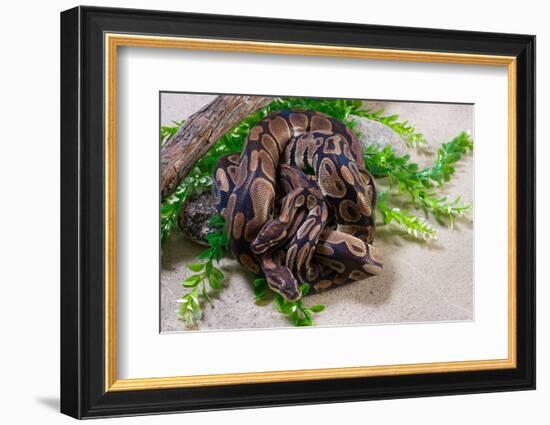 Two Burmese pythons (Python bivittatus) in zoo-null-Framed Photographic Print