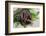 Two Burmese pythons (Python bivittatus) in zoo-null-Framed Photographic Print