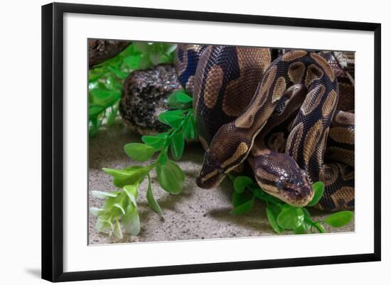 Photographic Print, , large