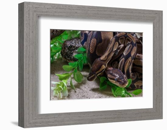 Two Burmese pythons (Python bivittatus) in zoo-null-Framed Photographic Print