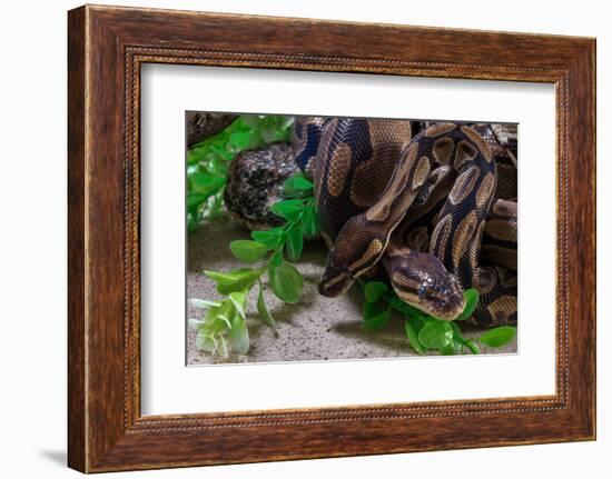 Two Burmese pythons (Python bivittatus) in zoo-null-Framed Photographic Print