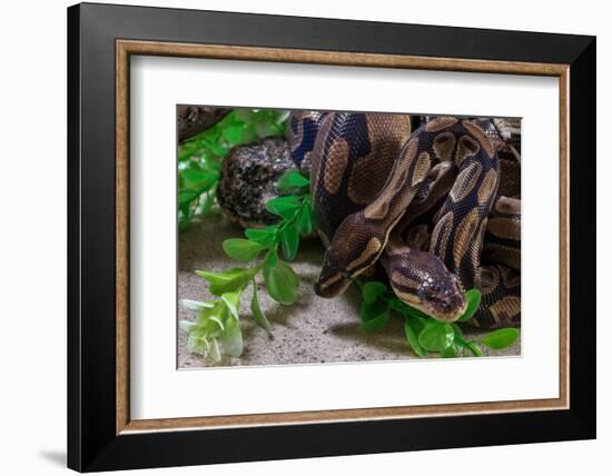 Two Burmese pythons (Python bivittatus) in zoo-null-Framed Photographic Print