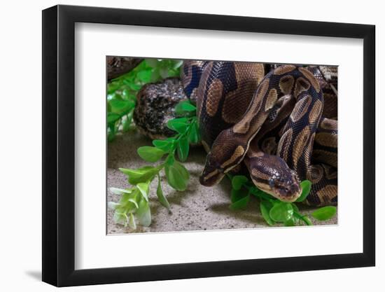 Two Burmese pythons (Python bivittatus) in zoo-null-Framed Photographic Print