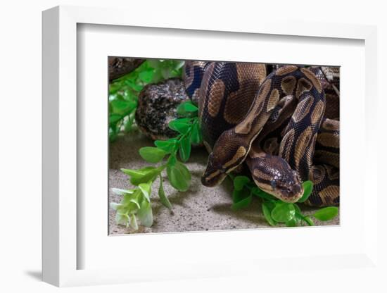 Two Burmese pythons (Python bivittatus) in zoo-null-Framed Photographic Print