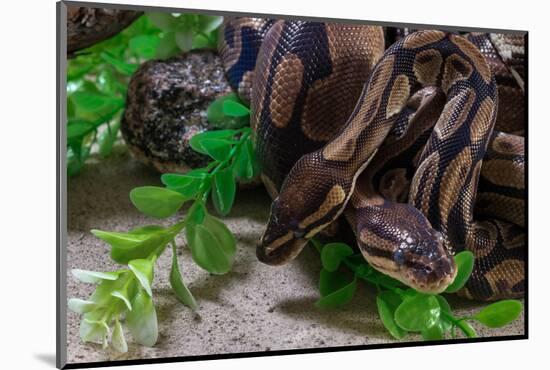 Two Burmese pythons (Python bivittatus) in zoo-null-Mounted Photographic Print