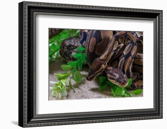 Two Burmese pythons (Python bivittatus) in zoo-null-Framed Photographic Print