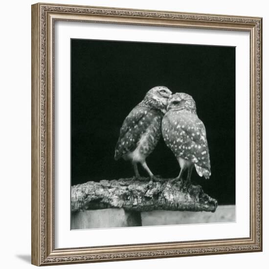 Two Burrowing Owls...London Zoo, July 1926 (b/w photo)-Frederick William Bond-Framed Photographic Print