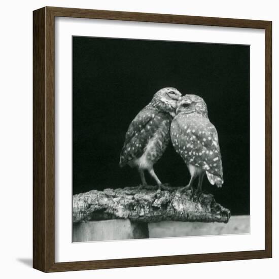 Two Burrowing Owls...London Zoo, July 1926 (b/w photo)-Frederick William Bond-Framed Photographic Print