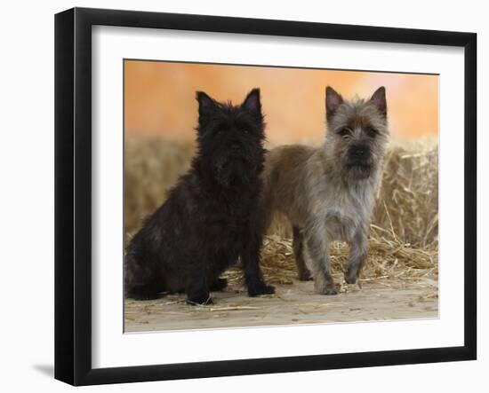 Two Cairn Terriers of Different Coat Colours-Petra Wegner-Framed Photographic Print