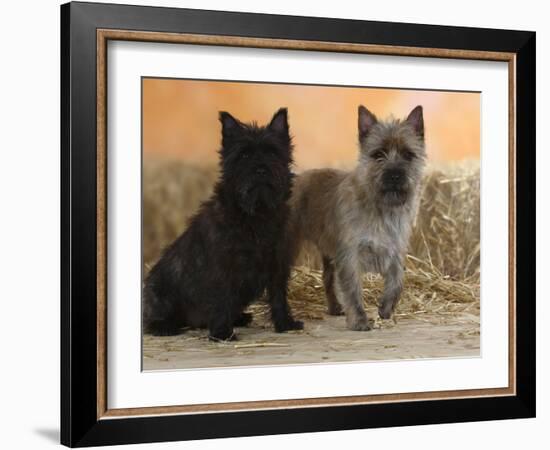 Two Cairn Terriers of Different Coat Colours-Petra Wegner-Framed Photographic Print