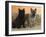 Two Cairn Terriers of Different Coat Colours-Petra Wegner-Framed Photographic Print