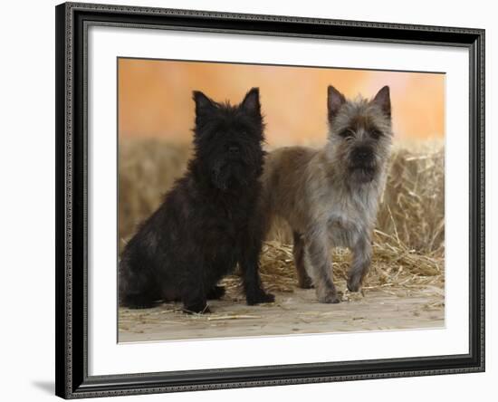 Two Cairn Terriers of Different Coat Colours-Petra Wegner-Framed Photographic Print