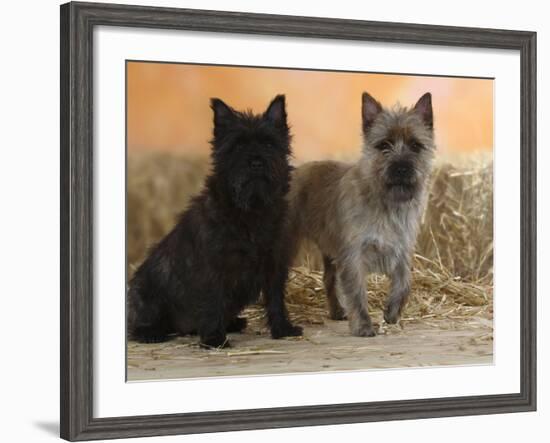 Two Cairn Terriers of Different Coat Colours-Petra Wegner-Framed Photographic Print