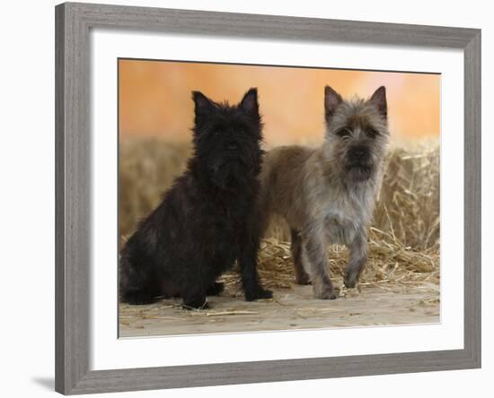 Two Cairn Terriers of Different Coat Colours-Petra Wegner-Framed Photographic Print