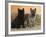 Two Cairn Terriers of Different Coat Colours-Petra Wegner-Framed Photographic Print