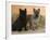 Two Cairn Terriers of Different Coat Colours-Petra Wegner-Framed Photographic Print