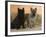 Two Cairn Terriers of Different Coat Colours-Petra Wegner-Framed Photographic Print