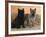 Two Cairn Terriers of Different Coat Colours-Petra Wegner-Framed Photographic Print