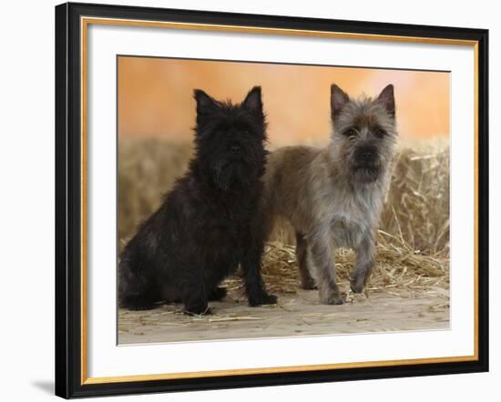 Two Cairn Terriers of Different Coat Colours-Petra Wegner-Framed Photographic Print