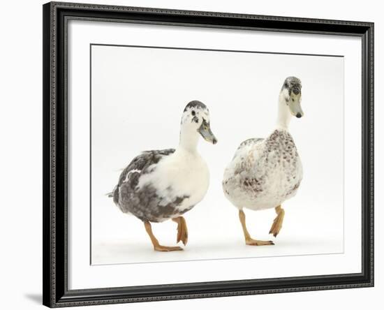 Two Call Ducks Walking-Mark Taylor-Framed Photographic Print