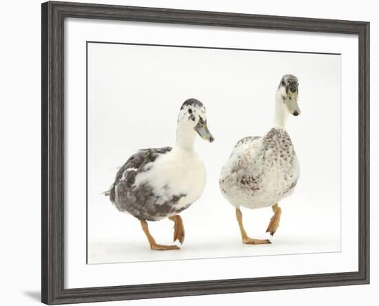 Two Call Ducks Walking-Mark Taylor-Framed Photographic Print