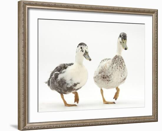 Two Call Ducks Walking-Mark Taylor-Framed Photographic Print