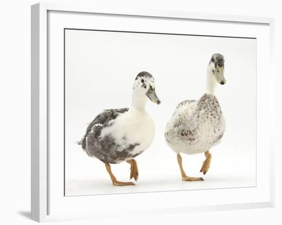 Two Call Ducks Walking-Mark Taylor-Framed Photographic Print