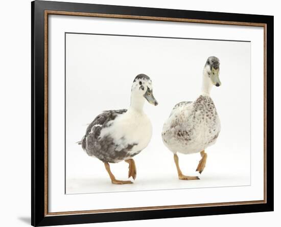 Two Call Ducks Walking-Mark Taylor-Framed Photographic Print