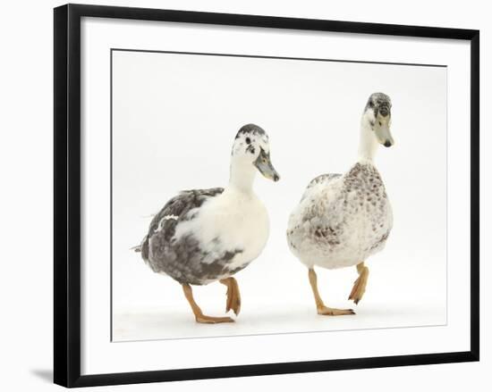 Two Call Ducks Walking-Mark Taylor-Framed Photographic Print