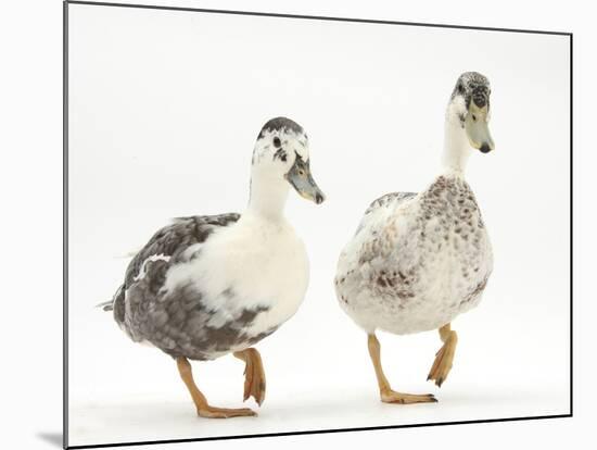 Two Call Ducks Walking-Mark Taylor-Mounted Photographic Print