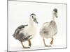 Two Call Ducks Walking-Mark Taylor-Mounted Photographic Print