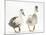 Two Call Ducks Walking-Mark Taylor-Mounted Photographic Print