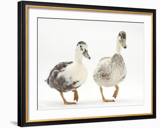 Two Call Ducks Walking-Mark Taylor-Framed Photographic Print