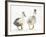 Two Call Ducks Walking-Mark Taylor-Framed Photographic Print