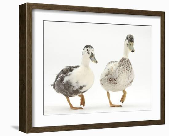 Two Call Ducks Walking-Mark Taylor-Framed Photographic Print