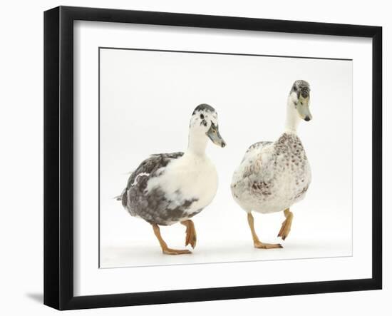 Two Call Ducks Walking-Mark Taylor-Framed Photographic Print