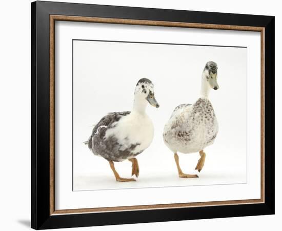 Two Call Ducks Walking-Mark Taylor-Framed Photographic Print