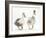 Two Call Ducks Walking-Mark Taylor-Framed Photographic Print