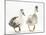 Two Call Ducks Walking-Mark Taylor-Mounted Photographic Print