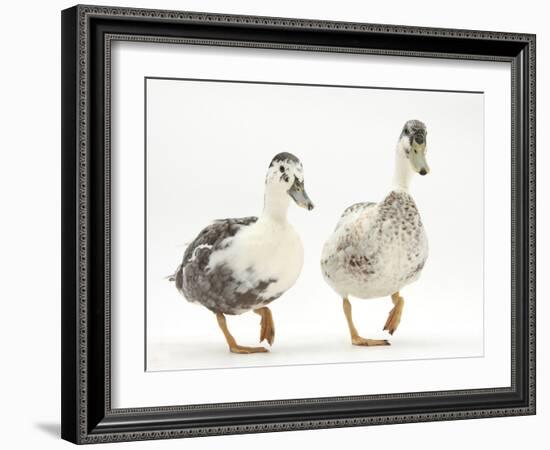 Two Call Ducks Walking-Mark Taylor-Framed Photographic Print