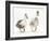 Two Call Ducks Walking-Mark Taylor-Framed Photographic Print