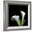 Two Calla Lilies Against a Dramatic Square Black Background-Christian Slanec-Framed Photographic Print